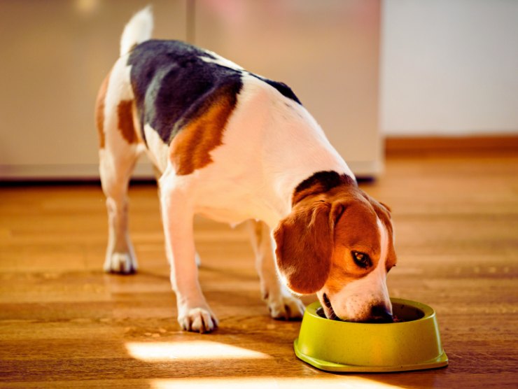 cane mangia